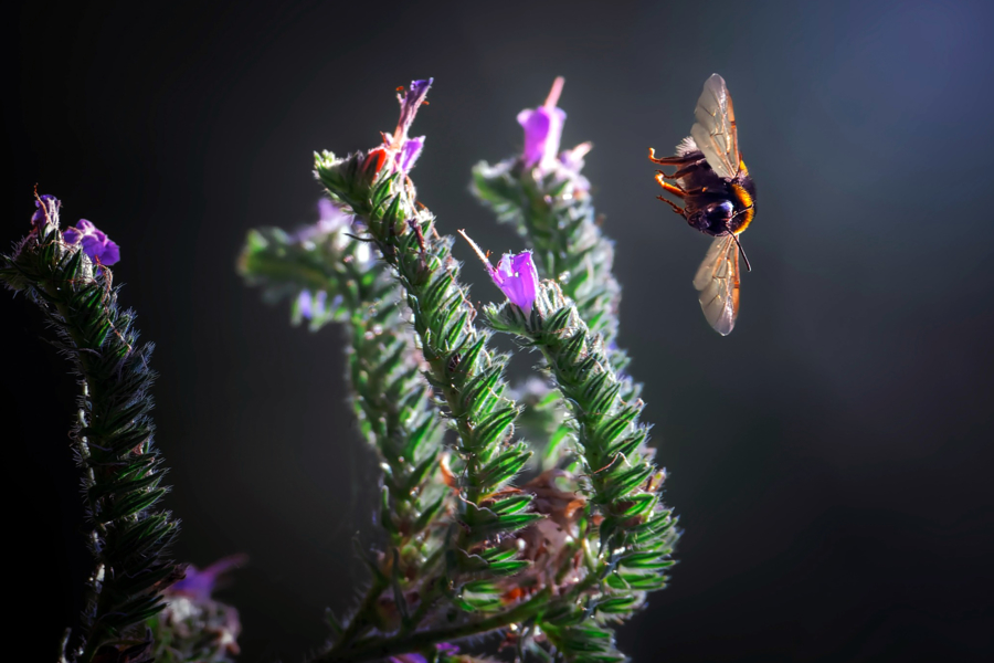 foto D. Czechowski, "Łąkowi bzyczacze"